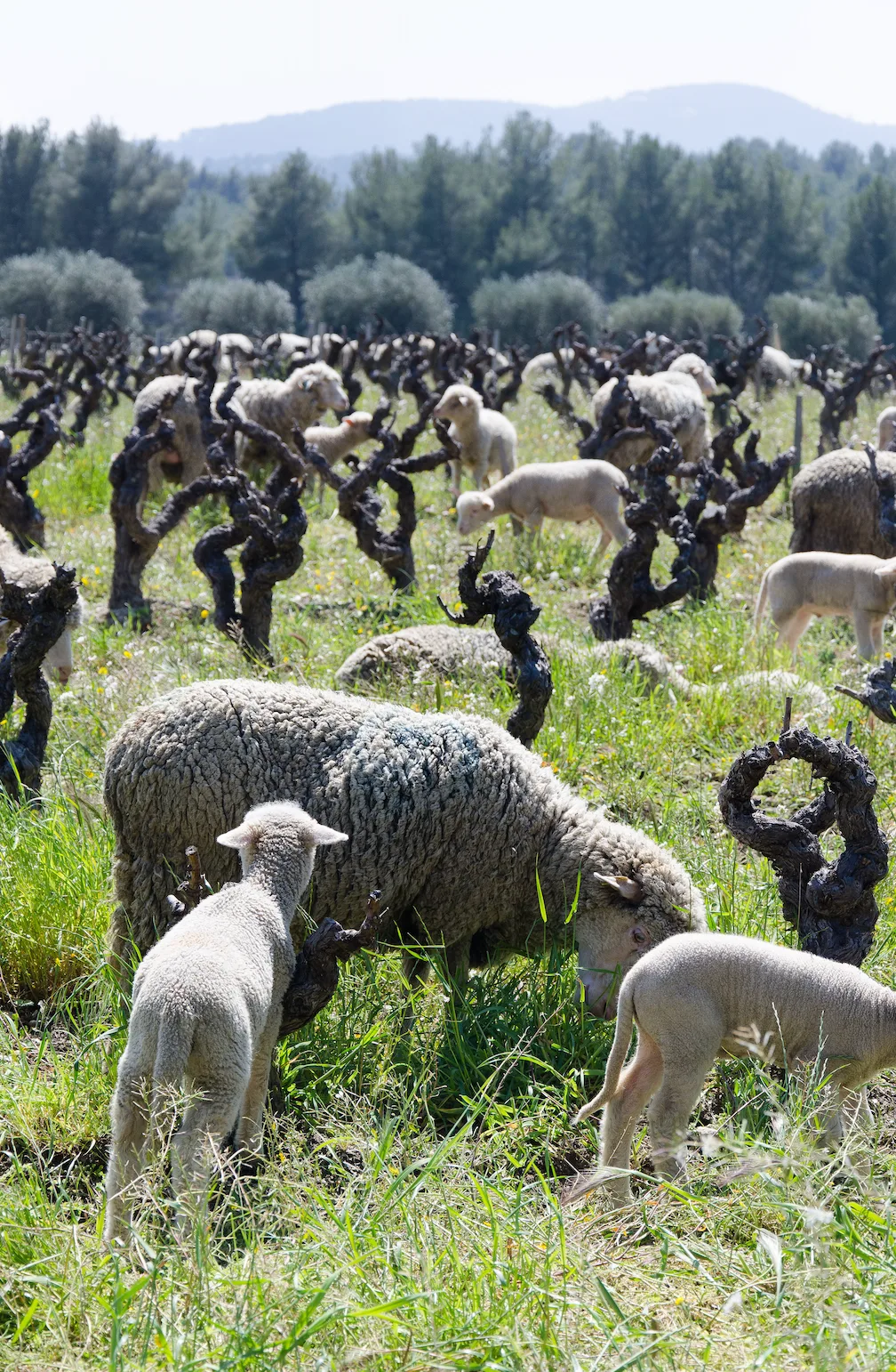 Les moutons