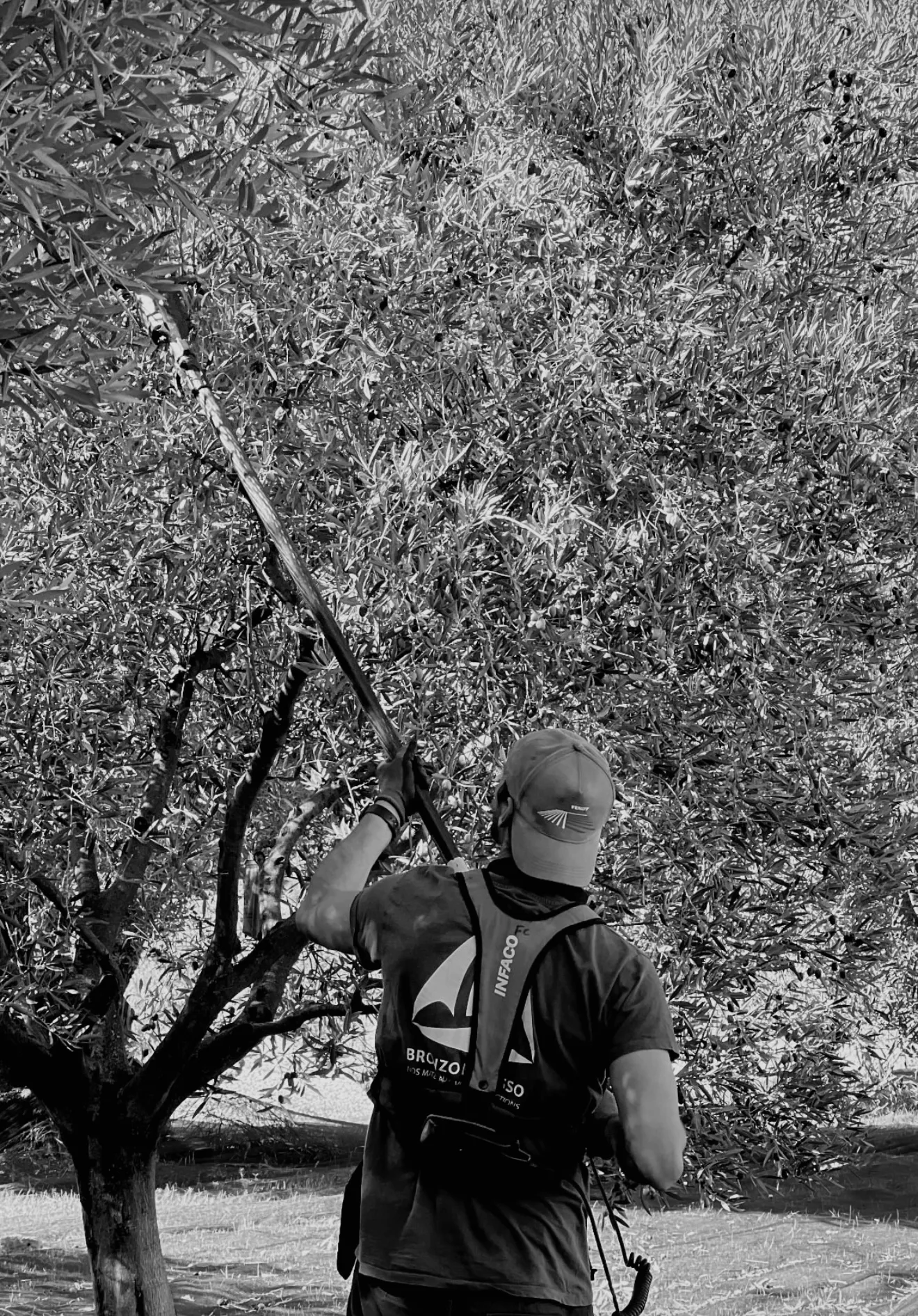 La saison des olives