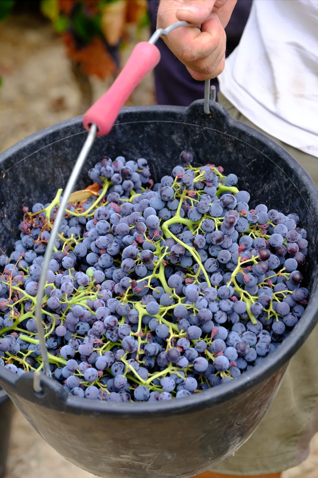 Les vendanges