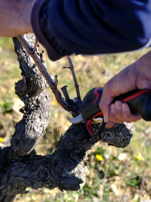 Dormancy and Pruning