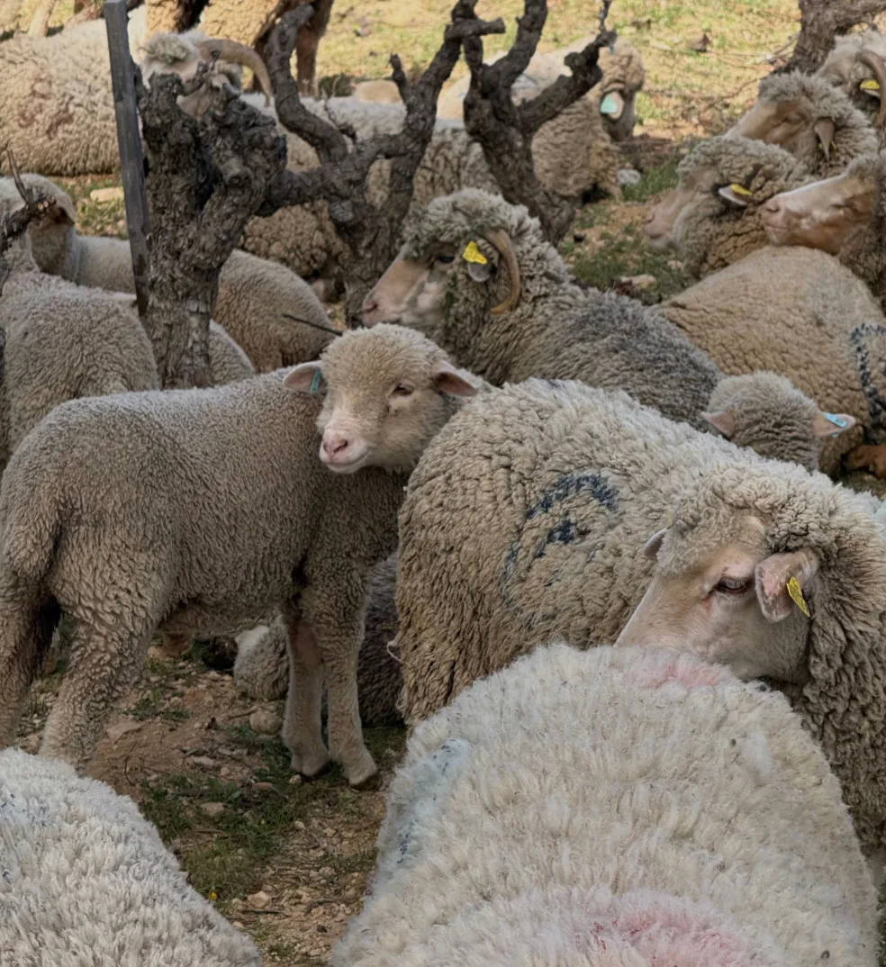 Les moutons