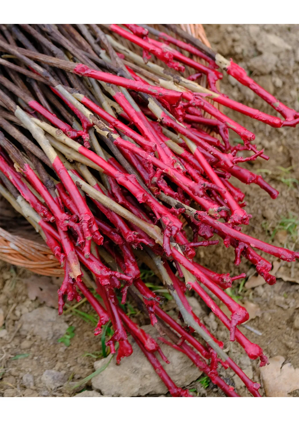 Rootstock