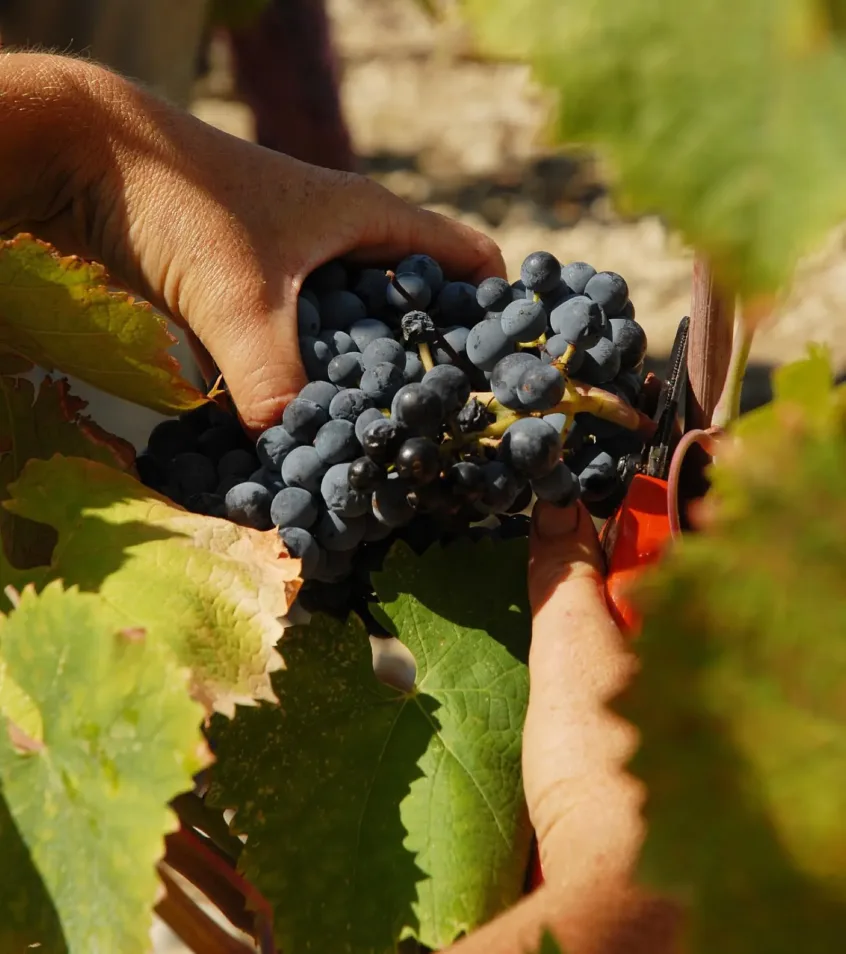 Photo bastide blanche · Vue depuis les vignes · Lumière de fin d'après-midi