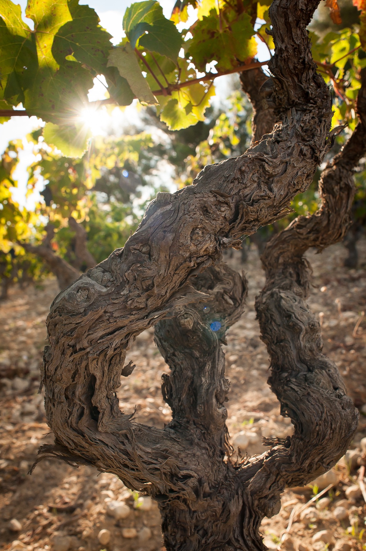 Vendanges à la Bastide Blanche · Récolte de Mourvèdre